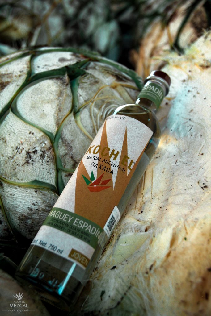 Carlos Moreno Koch Mezcal bottle on agave
