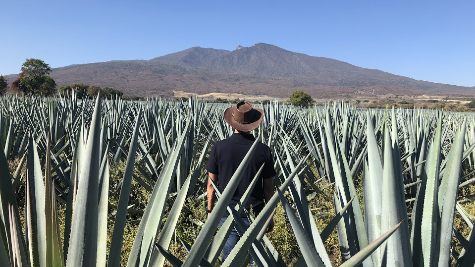 Jose Valdez in Partida Agave fields volcano Tequila