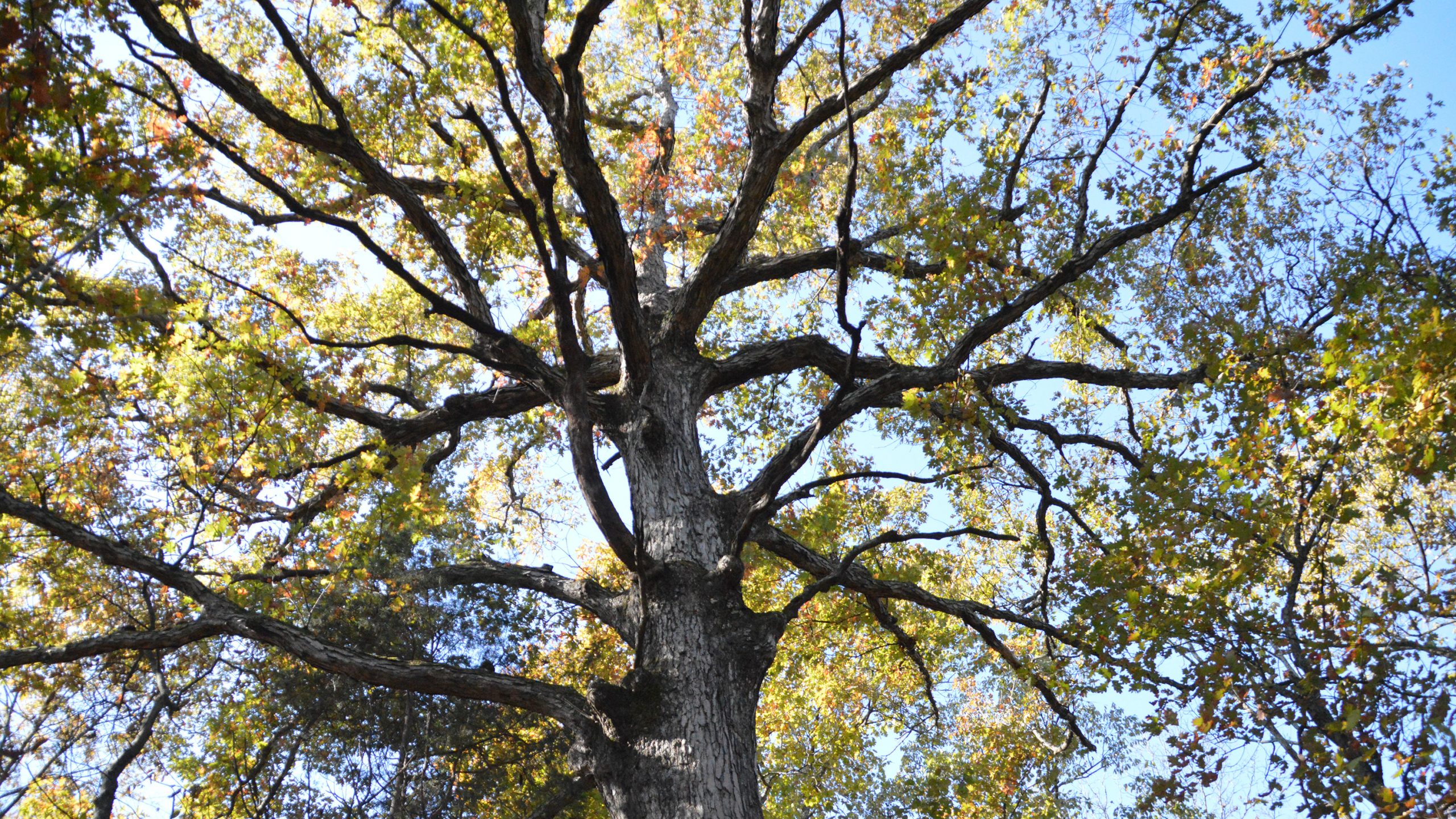American white oak repository