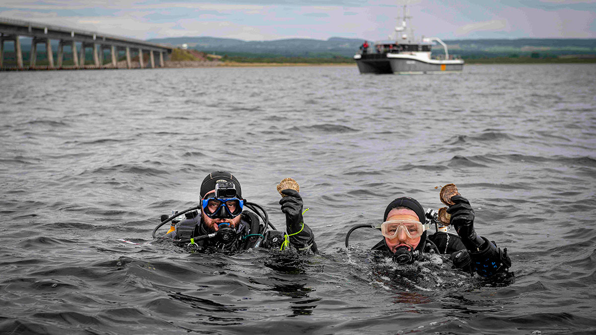 Glenmorangie Returns 20,000 European Oysters To Dornoch Firth
