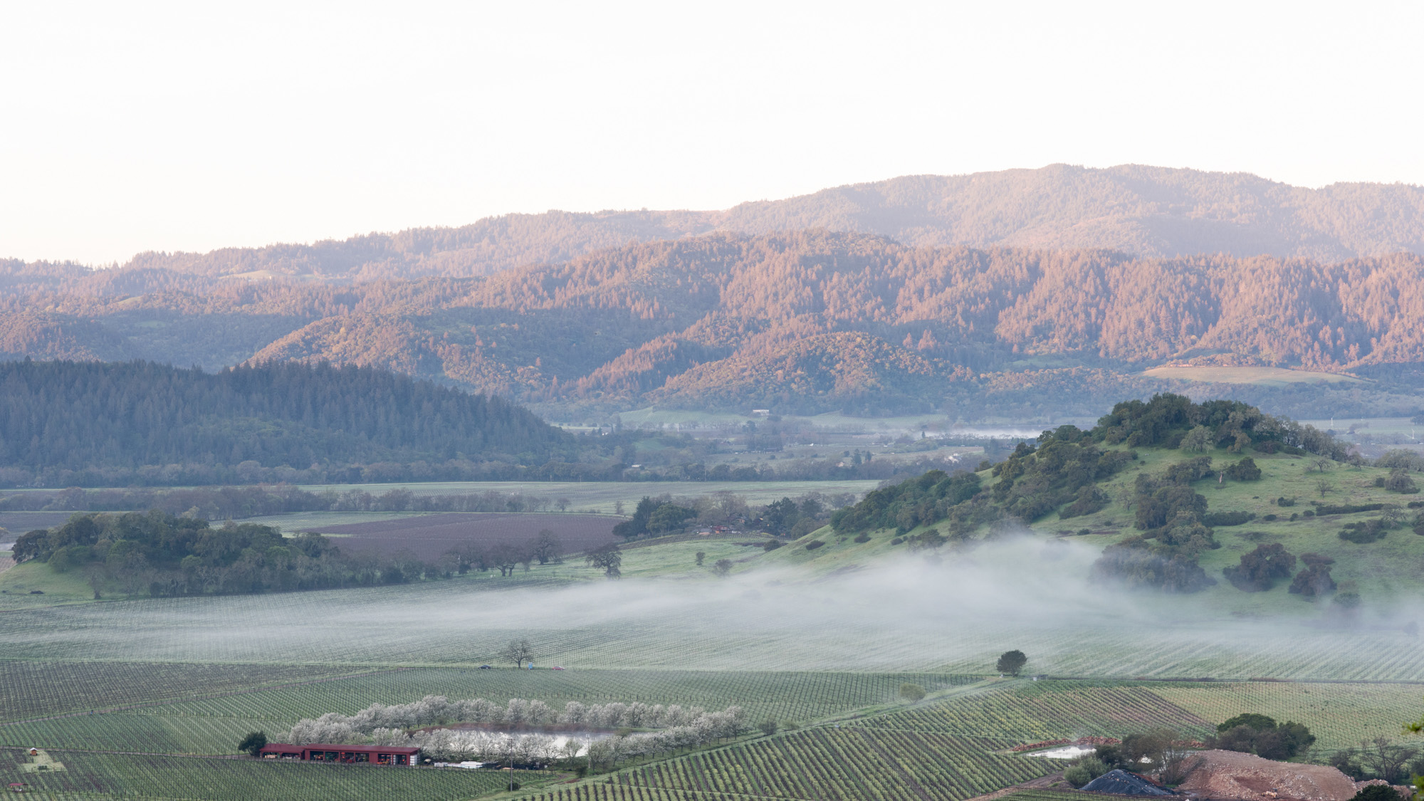 Dalla Valle vineyards wine mist